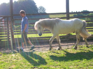Freies Folgen Horse Assisted Coaching